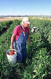 Picking peppers