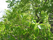 Pyrus Beautifolia at Walnut Creek
