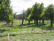 Rummel Pears